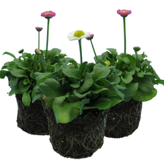 Bellis Assorted | 3 or 6 1L Pots