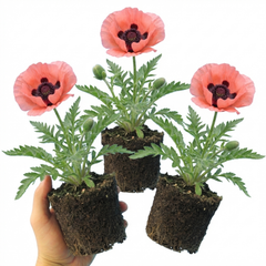 Papaver Orientale Garden Gnome Victoria Louise Plants, Hardy Perennial Oriental Poppy, Outdoor Garden Ready, 1 Litre Root-Ball