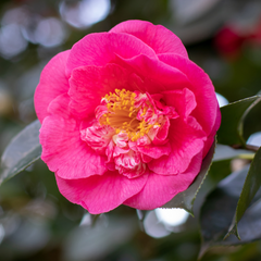 Camellia Pink | 3L Pot
