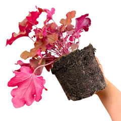 Heuchera Boysenberry | 2L Pot