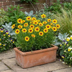 Coreopsis Sunfire Hardy Perennial Plants, Garden Ready, Bee Friendly, Summer Flowering, 1 Litre Root Ball