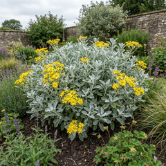 Senecio Sunshine Perennial Shrub, Hardy Drought Tolerant Silver Grey Foliage, Evergreen, 2L Root Ball