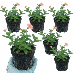 Verbena Magelana Peach Trailing Plants, Summer Bedding Flowers, Hanging Basket & Garden Ready, 10.5cm Root Ball