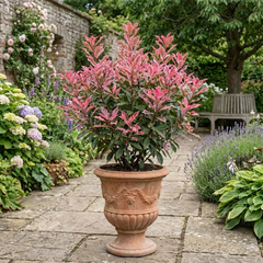 Photinia Fraseri Pink Crispy Plant, Evergreen Hedge Shrub, Outdoor Garden Ready, 3 Litre Root Ball