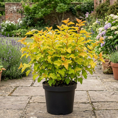 1 Physocarpus Raspberry Lemonade Ninebark Plant, Hardy Flowering Shrub, 3 Litre Root Ball
