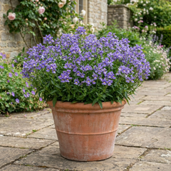 Nemesia Nuvo Blue, Ready to Plant in Your Garden