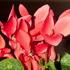 Cyclamen Flame Scarlet | 3 or 6 1L Pots