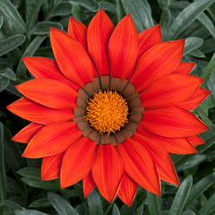 Gazania Kiss Red | 3 or 6 1L Pots