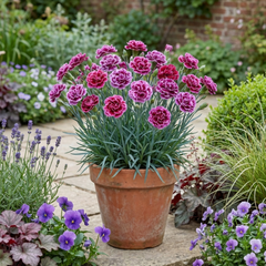 Pink Purple Carnation, Ready to Plant in Your Garden, 10.5 cm