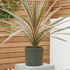 Cordyline Eurostripe | Large 3L Pot