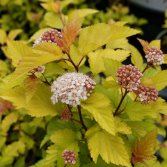 1 Large Plant - Physocarpus Diable D'or, Ready to Plant in Your Garden, 3L Pot