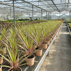 Cordyline Lime Passion, Ready to Plant in Your Garden, Peat Free