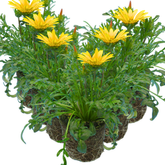 Gazania Kiss Yellow Improved | 3 or 6 1L Pots