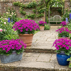 Senetti Magenta, Outdoor Garden Ready, 2L Pot