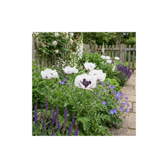 Papaver Orientale Royal Wedding Plants, Hardy White Oriental Poppy Perennial, Litre Root Ball