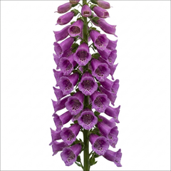1 Large Plant - Digitalis Dalmatian Purple, Outdoor Garden Ready, 2L Pot