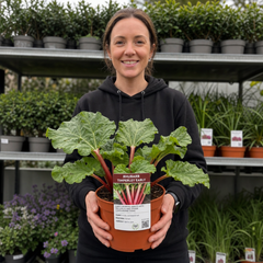 1 Rhubarb Timperley Early Plant, Hardy Perennial Fruit for Garden, Grow Your Own, 2Ltr Root Ball