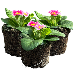Primrose Appleblossom | 3 or 6 1L Pots