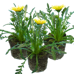 Gazania Kiss White Improved | 3 or 6 1L Pots