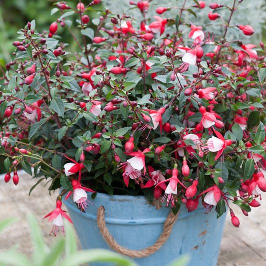 Fuchsia Diva Red and White | 3 or 6 1L Pots