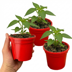 Sweet Pepper Plants - Liberty Belle, Ready to Plant in Your Garden