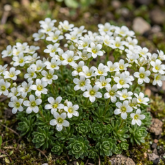 Saxifrage Ice Colours Pearl White Plants, Hardy Alpine Evergreen Ground Cover Perennial, Outdoor Garden Ready, 1 Litre Root-Ball