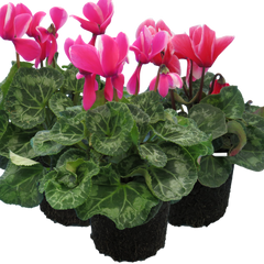 Large Cyclamen Bicolour Growers Selection | 3 or 6 1L Pots