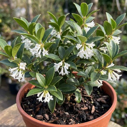 Osmanthus Burkwoodii Plant, Hardy Fragrant Evergreen Hedge Shrub, Garden Ready, Litre Root Ball
