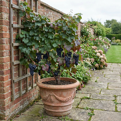 Grape Vine Plant Vitis Black Hambourg, Hardy Outdoor Garden Ready, 3 Litre Root Ball