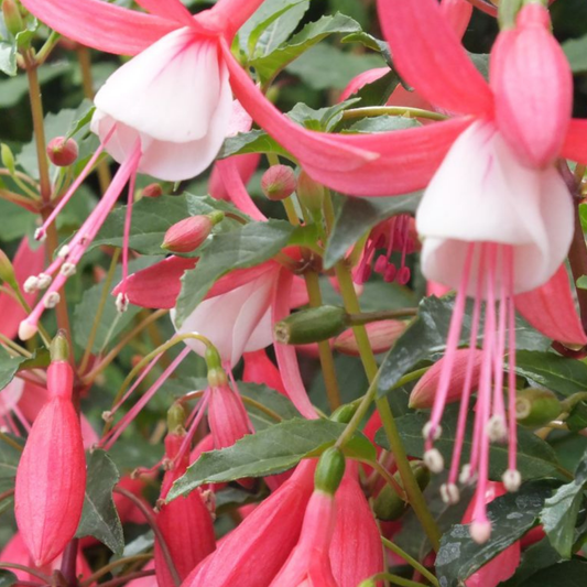 Fuchsia Bella Lisa | 3 or 6 1L Pots