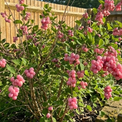 Symphoricarpos Magical Candy, Outdoor Garden Ready, 3L Pot