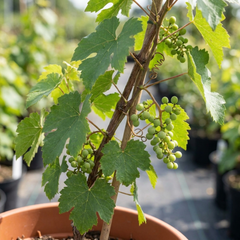 Grape Vitis Sulima White Vine Plant, Self Pollinating Hardy Outdoor Garden Ready, 3 Litre Root-Ball