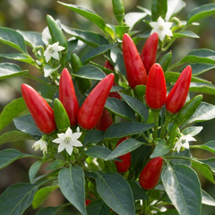 Set of 3 or 6 Large Plants - Grow Your Own Chilli Pepper Apache, Garden Ready