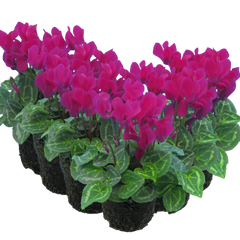 Cyclamen Purple | 3 or 6 1L Pots