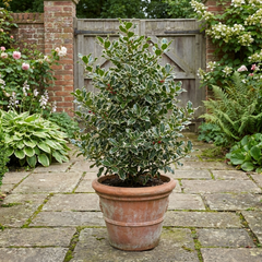 Ilex Argentea Marginata Silver Variegated Holly Plant, Hardy Evergreen Shrub, Litre Root Ball