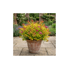 Spiraea Goldflame Plant, Hardy Japanese Spirea Flowering Shrub, Garden Ready, 17cm Root-Ball