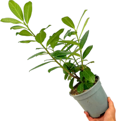 Prunus Novita | 2L Pots