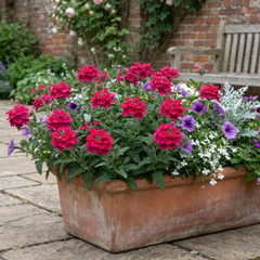 Verbena Trailing Magelana Hot Rose Plants, Summer Bedding Garden Ready, 10.5cm Root-Ball