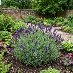 1 Lavender Essence Purple Hardy Perennial Plant, Fragrant Bee Friendly Garden Shrub, 2 Litre Root Ball