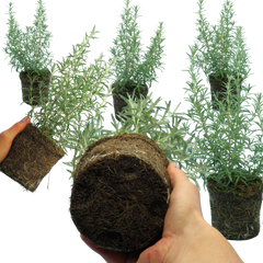 Rosemary Mix | 3 or 6 1L Pots