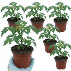 Set of 3 or 6 Large Plants - Tomato Losetto Variety, Ready to Plant in Your Garden, 10.5 cm