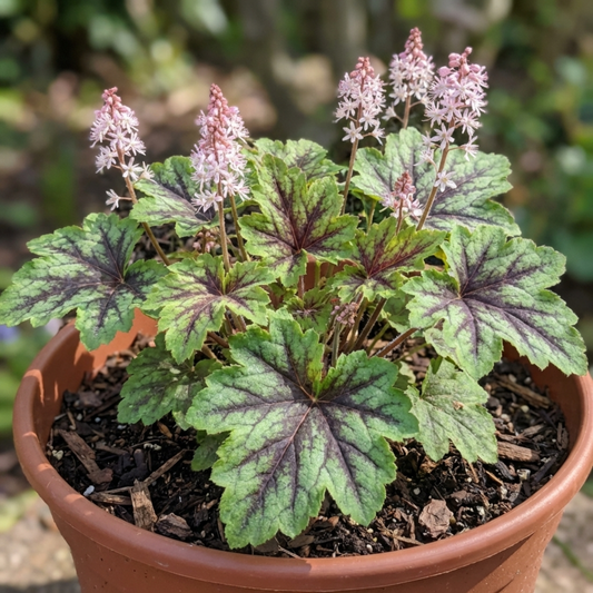 1 Tiarella Angel Wings Foam Flower Plant, Hardy Shade Loving Perennial, 2 Litre Root Ball