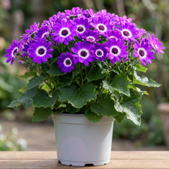 Senetti Violet Bicolour Pericallis Plant, Summer Flowering Patio Ready, 6.5 Litre Root Ball