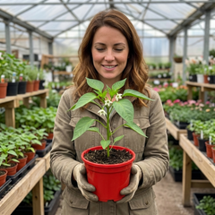 Set of 3 or 6 Large Sweet Pepper Plants - Red King Variety, Ready to Plant in Your Garden