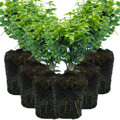 Euonymus Emerald Gold | 3 or 6 1L Pots