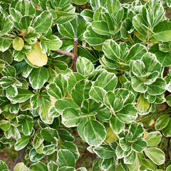 Euonymus Emerald Gaiety | 3 or 6 1L Pot