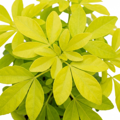 Choisya Aztec Gold Plant, Hardy Evergreen Mexican Orange Blossom Shrub, Litre Root Ball
