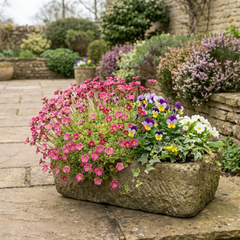 Saxifrage Marto Rose Hardy Alpine Evergreen Perennial Plants, Pink Rockery Ground Cover, Outdoor Garden Ready, 1 Litre Root-Ball