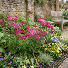 Set of 3 or 6 Achillea Millefolium Cerise Queen Plants, Hardy Pink Yarrow, Summer Flowering Perennial, Outdoor Garden Ready, 1 Litre / 11cm Root-Ball