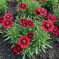 Coreopsis Uptick Red Hardy Perennial Plants, Bee Friendly Summer Flowering Tickseed, 1 Litre Root Ball